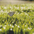 Grassfield Butterfly Cross Stitch Pattern / Stitchx Craft Designs