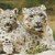 White Leopard Cubs Cross Stitch Pattern / Stitchx Craft Designs