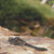 Resting Dragonfly Cross Stitch Pattern / Stitchx Craft Designs