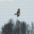 Soaring Falcon Cross Stitch Pattern / Stitchx Craft Designs