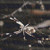 Spider In A Web Cross Stitch Pattern / Stitchx Craft Designs