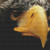 Scowling Eagle Cross Stitch Pattern / Stitchx Craft Designs