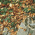 Autumn Kitten Cross Stitch Pattern / Stitchx Craft Designs