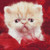 Cute White Kitten Cross Stitch Pattern / Stitchx Craft Designs