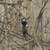 Woodland Bird Cross Stitch Pattern / Stitchx Craft Designs