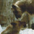 Two Caring Lions Cross Stitch Pattern / Stitchx Craft Designs