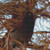 Perched Bird Cross Stitch Pattern / Stitchx Craft Designs