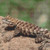 Camouflaged Lizard Cross Stitch Pattern / Stitchx Craft Designs