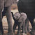 Cute Baby Elephant Cross Stitch Pattern / Stitchx Craft Designs