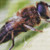 Bug Close-Up Cross Stitch Pattern / Stitchx Craft Designs