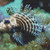 Bright Bubbly Fish Cross Stitch Pattern / Stitchx Craft Designs