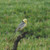 Grasslands Bird Cross Stitch Pattern / Stitchx Craft Designs