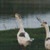 Two Goofy Ducks Cross Stitch Pattern / Stitchx Craft Designs
