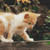 Silly Yellow Kitten Cross Stitch Pattern / Stitchx Craft Designs