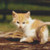Goofy Yellow Kitten Cross Stitch Pattern / Stitchx Craft Designs