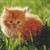 Grasslands Kitten Cross Stitch Pattern / Stitchx Craft Designs