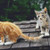 Two Kittens On A Roof Cross Stitch Pattern / Stitchx Craft Designs