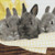 Cute Gray Bunnies Cross Stitch Pattern / Stitchx Craft Designs