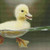 Cute Yellow Duckling Cross Stitch Pattern / Stitchx Craft Designs