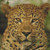 Angry Leopard Cross Stitch Pattern / Stitchx Craft Designs