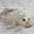 Lazy White Dog Cross Stitch Pattern / Stitchx Craft Designs