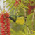 Tiny Wild Bird Cross Stitch Pattern / Stitchx Craft Designs