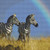 Zebras And A Rainbow Cross Stitch Pattern / Stitchx Craft Designs