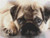 Pug Pup Cross Stitch Pattern / Stitchx Craft Designs