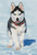Husky On Ice Cross Stitch Pattern / Stitchx Craft Designs