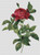 Rosa Gallica Pontiana / The Art Of Stitch
