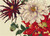 Japan Dahlia / The Art Of Stitch