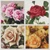 Four Squares Featuring Roses / The Art Of Stitch