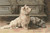 West Highland Terrier / The Art Of Stitch