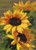 Sunflowers By Catharina Klein (Mini Chart) / The Art Of Stitch