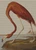 American Flamingo / The Art Of Stitch