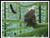 A Gathering Of Eagles - #13218 - Mb / The Prairie Schooler