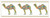 Camel Parade / Vickery Collection