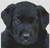 Black Lab Puppy / White Willow Stitching