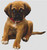 Boxer Puppy / White Willow Stitching