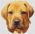Boerboel / White Willow Stitching