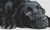 Black Lab Sighs / White Willow Stitching