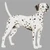 Dalmatian Ii / White Willow Stitching
