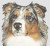 Australian Shepherd 2 / White Willow Stitching