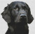 Black Flat Coated Retriever / White Willow Stitching