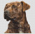 Brindle Pit Bull / White Willow Stitching