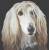 Afghan Hound Ii / White Willow Stitching