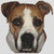 American Bulldog 2 / White Willow Stitching