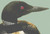 Common Loon / White Willow Stitching