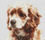 Buff Cocker Spaniel / White Willow Stitching