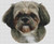 George - Shih Tzu / White Willow Stitching